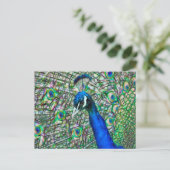 Pfauenkopf Postkarte (Stehend Vorderseite)