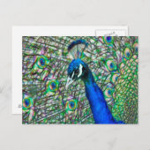 Pfauenkopf Postkarte (Vorne/Hinten)