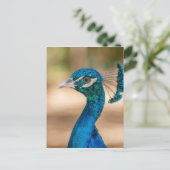 Pfauenkopf Postkarte (Stehend Vorderseite)