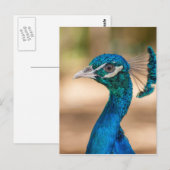 Pfauenkopf Postkarte (Vorne/Hinten)