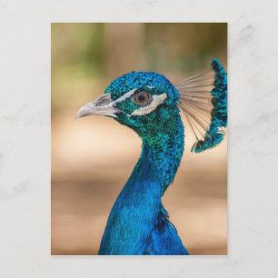 Pfauenkopf Postkarte