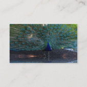 PfauenkVisitenkarten Visitenkarte (Rückseite)