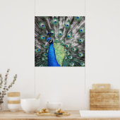 Pfauenmalerei, die seine Federn verbreitet Poster (Küche)