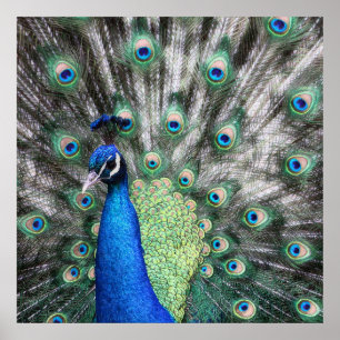 Pfauenmalerei, die seine Federn verbreitet Poster