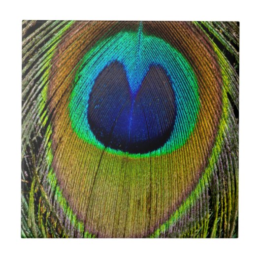 Pfauenmännchen Schwanzfedern Fliese (Vorderseite)