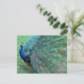 Pfauenparadies Postkarte (Stehend Vorderseite)