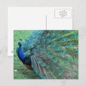 Pfauenparadies Postkarte (Vorne/Hinten)