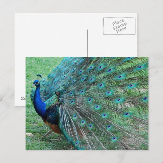 Pfauenparadies Postkarte (Vorne/Hinten)