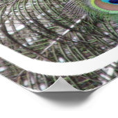 Pfauenplakat drucken poster (Ecke)