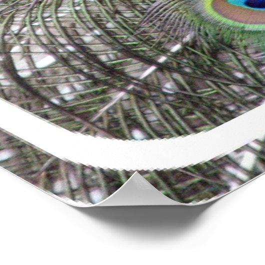 Pfauenplakat drucken poster (Ecke)