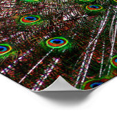 Pfauenplakat drucken poster (Ecke)