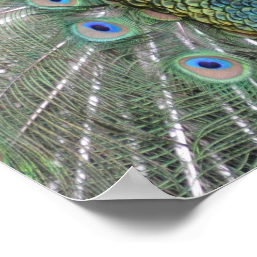 Pfauenplakat Poster (Ecke)