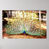 Pfauenplakat Poster (Vorne)