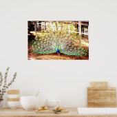 Pfauenplakat Poster (Küche)