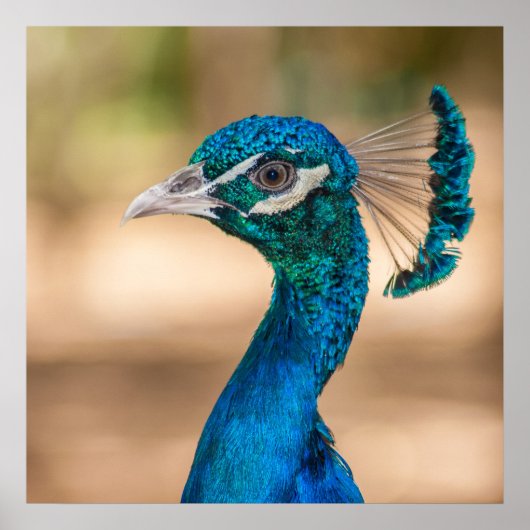 Pfauenplakat Poster (Vorne)