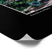 Pfauenplakat Poster (Ecke)