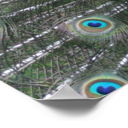 Pfauenplakat Poster (Ecke)