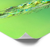 Pfauenplakat Poster (Ecke)