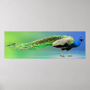 Pfauenplakat Poster
