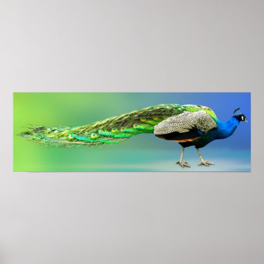 Pfauenplakat Poster (Vorne)