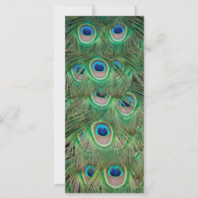 Pfauenplumpe (Vorderseite)