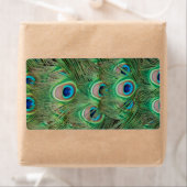 Pfauenplumpe (Insitu)