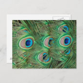 Pfauenplumpe Postkarte (Vorne/Hinten)