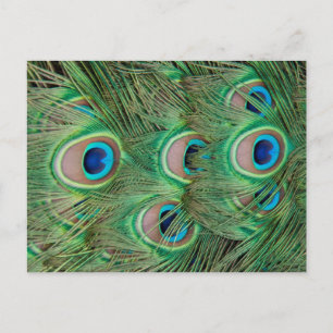Pfauenplumpe Postkarte