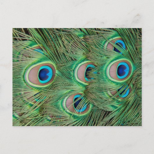 Pfauenplumpe Postkarte (Vorderseite)