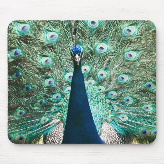 Pfauenportrait Mousepad (Vorne)