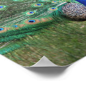 Pfauenposter Poster (Ecke)