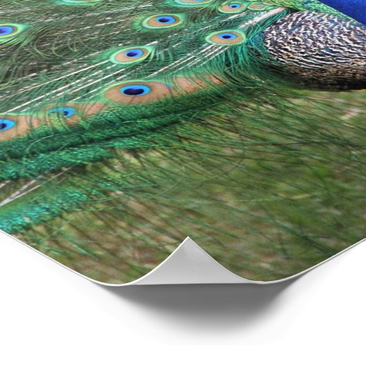 Pfauenposter Poster (Ecke)