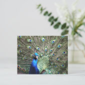 Pfauenpostkarte Postkarte (Stehend Vorderseite)