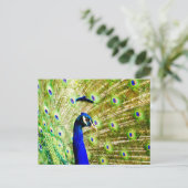 Pfauenpostkarte Postkarte (Stehend Vorderseite)