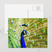 Pfauenpostkarte Postkarte (Vorne/Hinten)