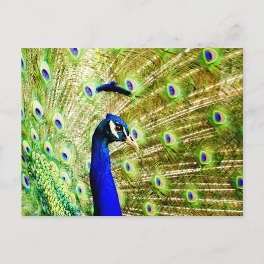 Pfauenpostkarte Postkarte (Vorderseite)