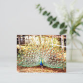 Pfauenpostkarte Postkarte (Stehend Vorderseite)