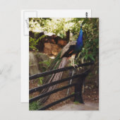 Pfauenpostkarte Postkarte (Vorne/Hinten)