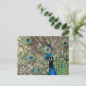 Pfauenpostkarte Postkarte (Stehend Vorderseite)