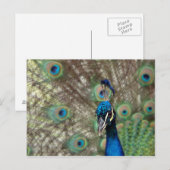 Pfauenpostkarte Postkarte (Vorne/Hinten)
