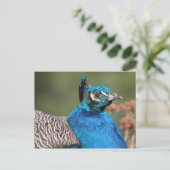Pfauenpostkarte Postkarte (Stehend Vorderseite)