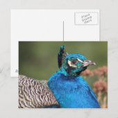 Pfauenpostkarte Postkarte (Vorne/Hinten)