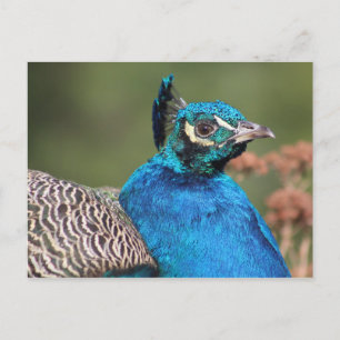 Pfauenpostkarte Postkarte
