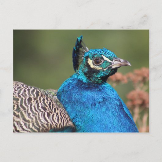 Pfauenpostkarte Postkarte (Vorderseite)