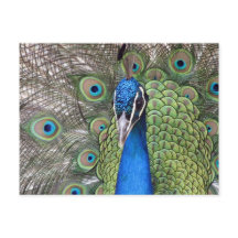 Pfauenpostkarte