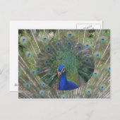 Pfauenpostkarte Postkarte (Vorne/Hinten)