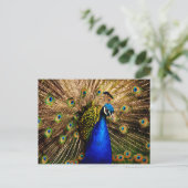 Pfauenpostkarte Postkarte (Stehend Vorderseite)