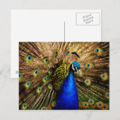 Pfauenpostkarte Postkarte (Vorne/Hinten)