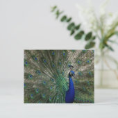 Pfauenpostkarte Postkarte (Stehend Vorderseite)