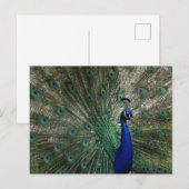 Pfauenpostkarte Postkarte (Vorne/Hinten)